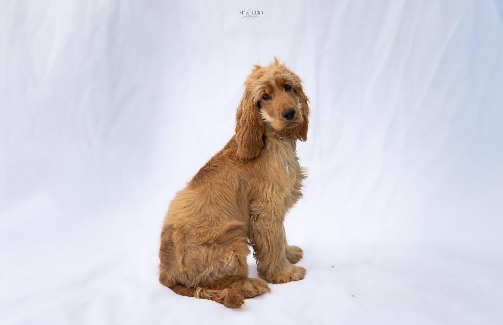 Aliénor du Moulin de la Terrasse