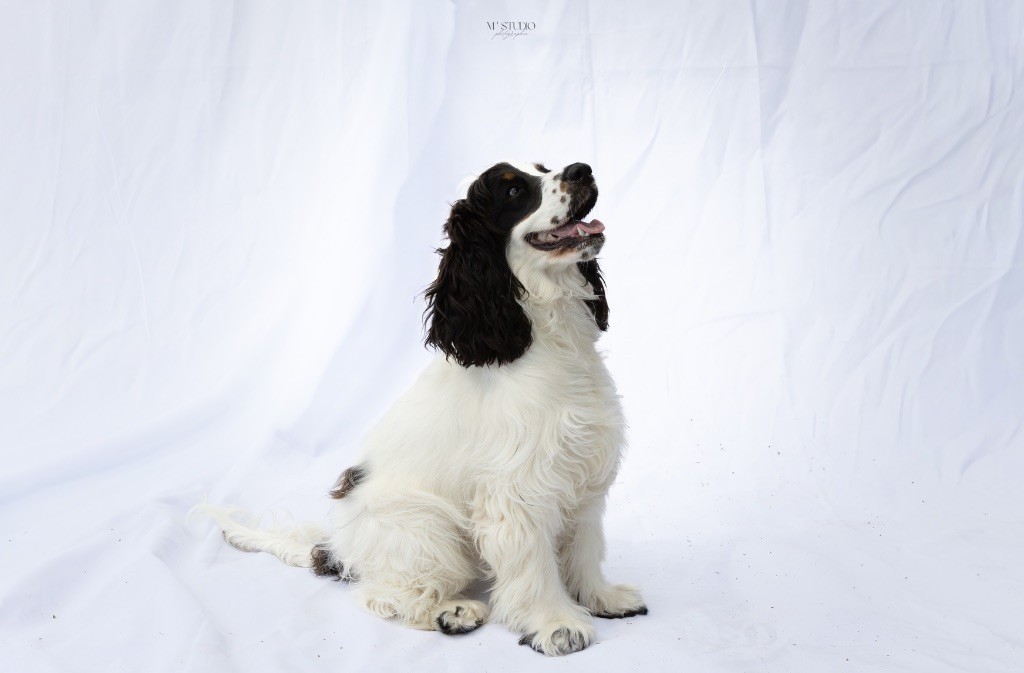 Altesse Des Pins de Meluzzine